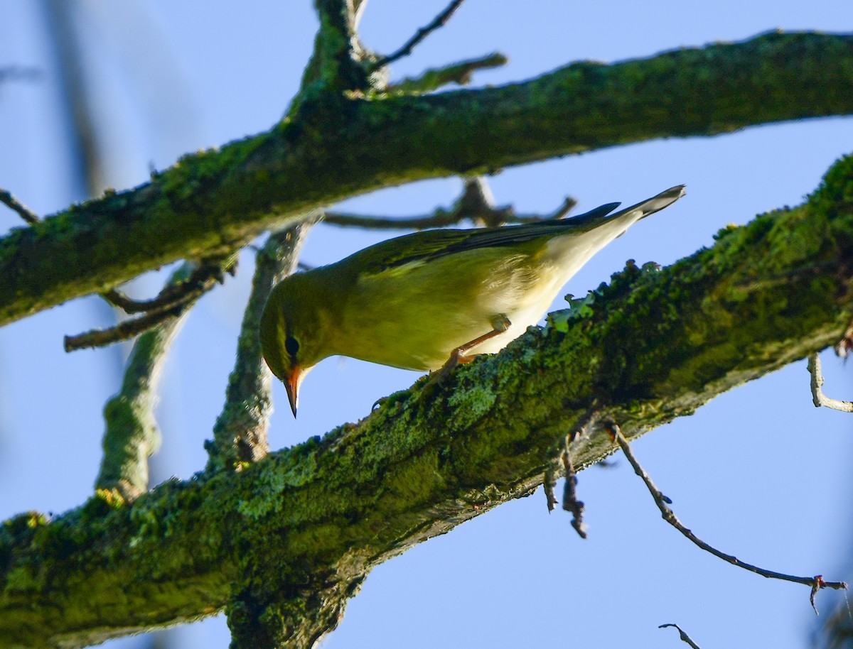 Tennessee Warbler - ML608971320