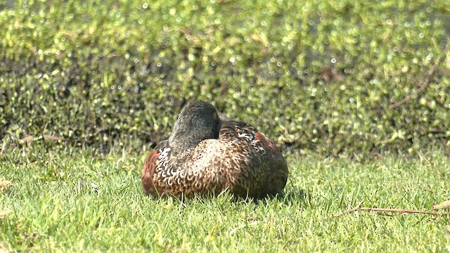 Australasian Shoveler - ML608971323