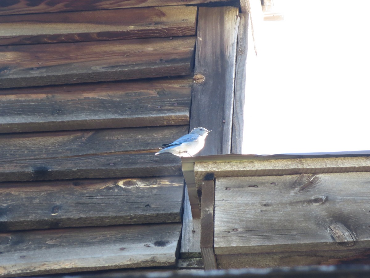 Mountain Bluebird - ML608971398