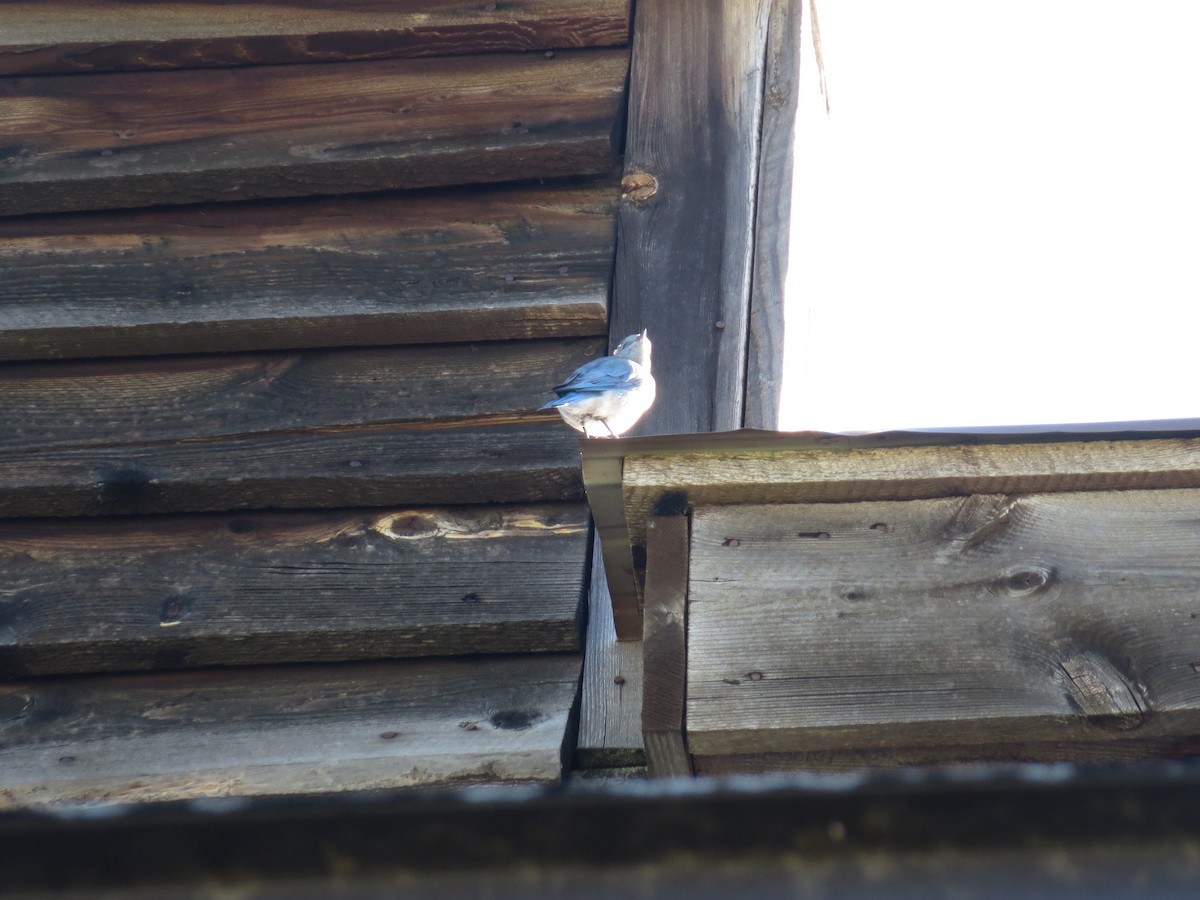 Mountain Bluebird - ML608971400