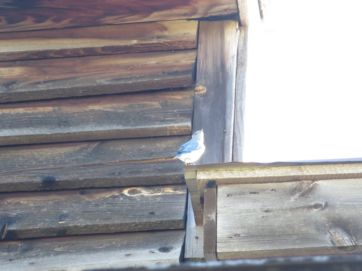 Mountain Bluebird - ML608971401