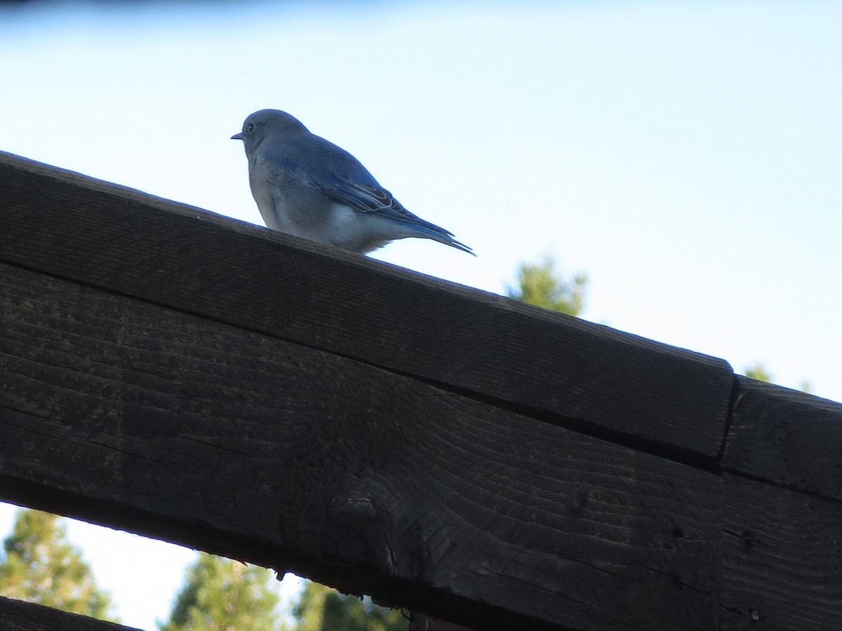 Mountain Bluebird - ML608971402