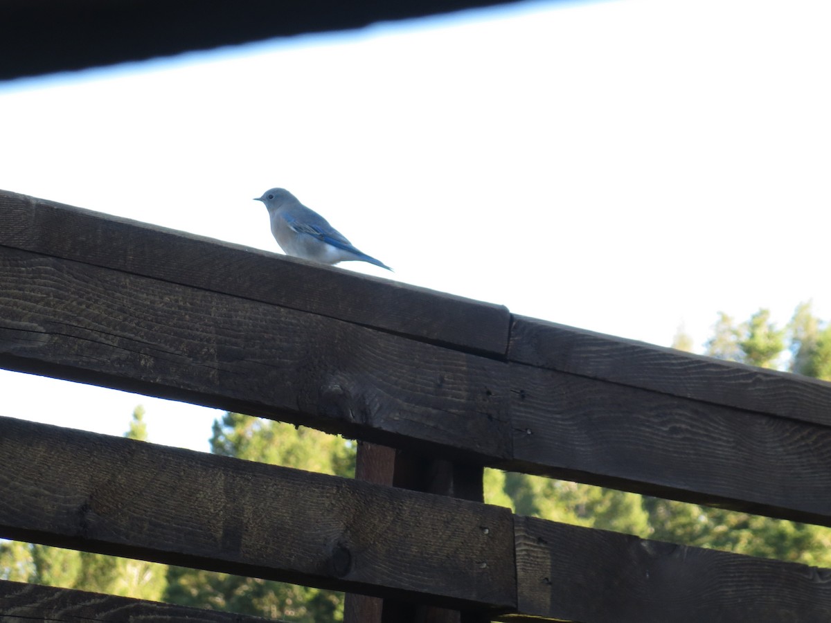 Mountain Bluebird - ML608971405