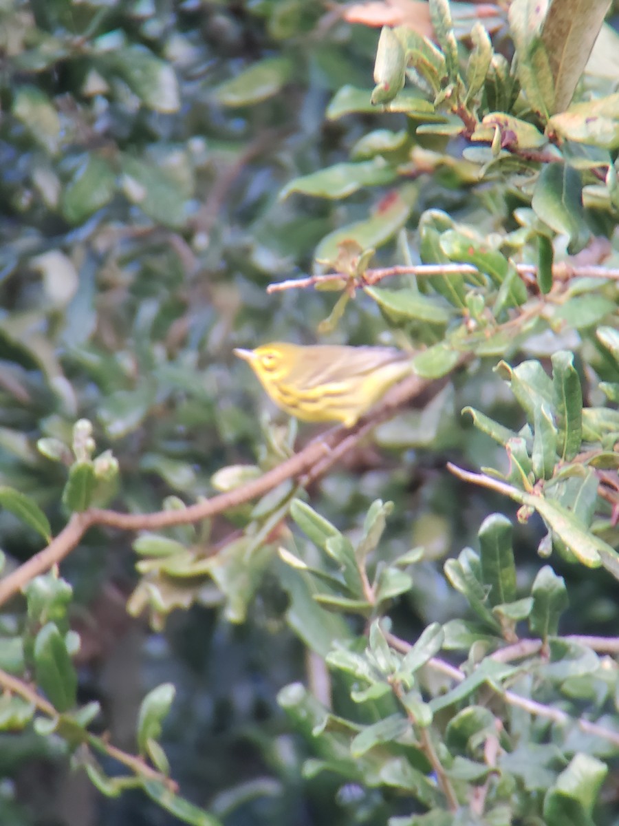 Prairie Warbler - ML608971424