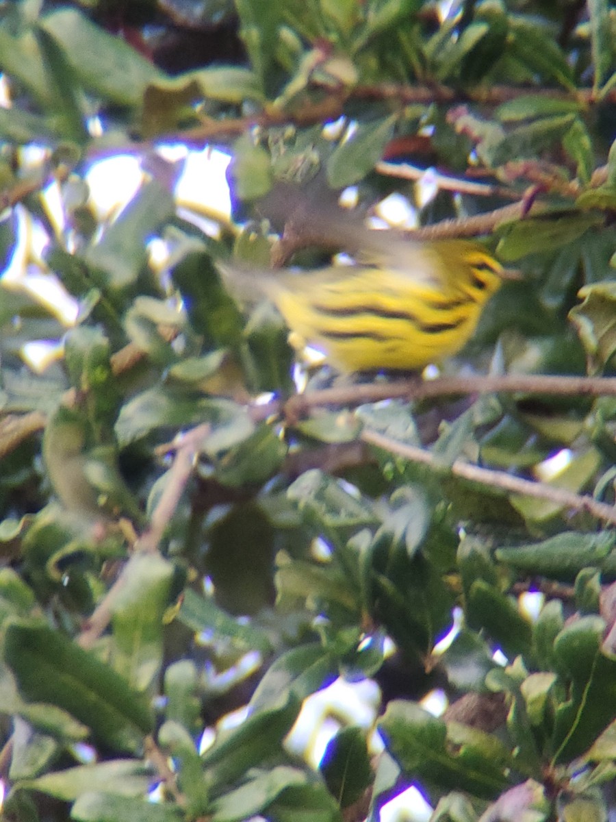 Prairie Warbler - ML608971429
