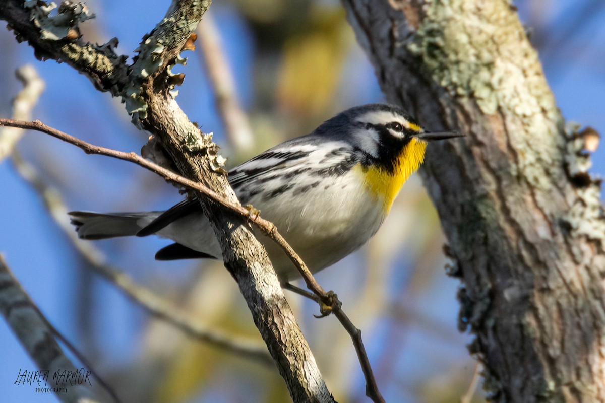 Yellow-throated Warbler - ML608971436