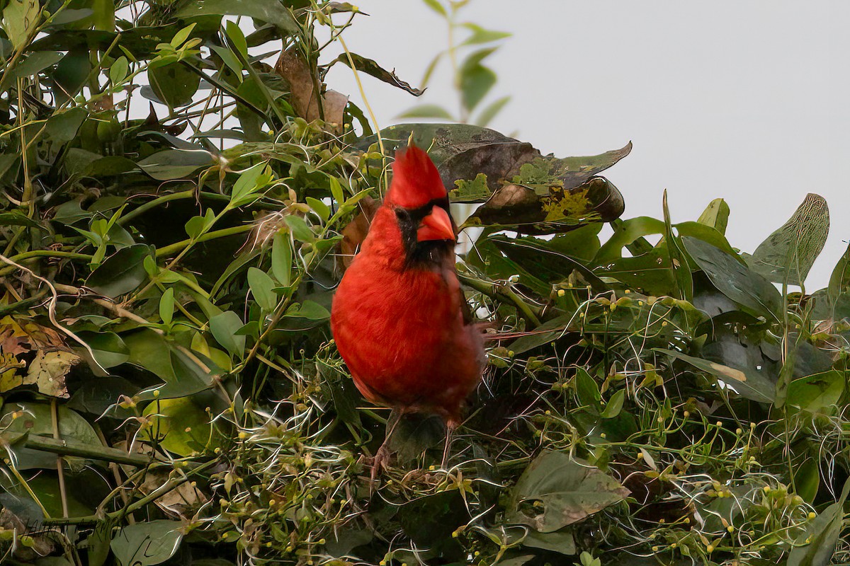 Northern Cardinal - ML608971470