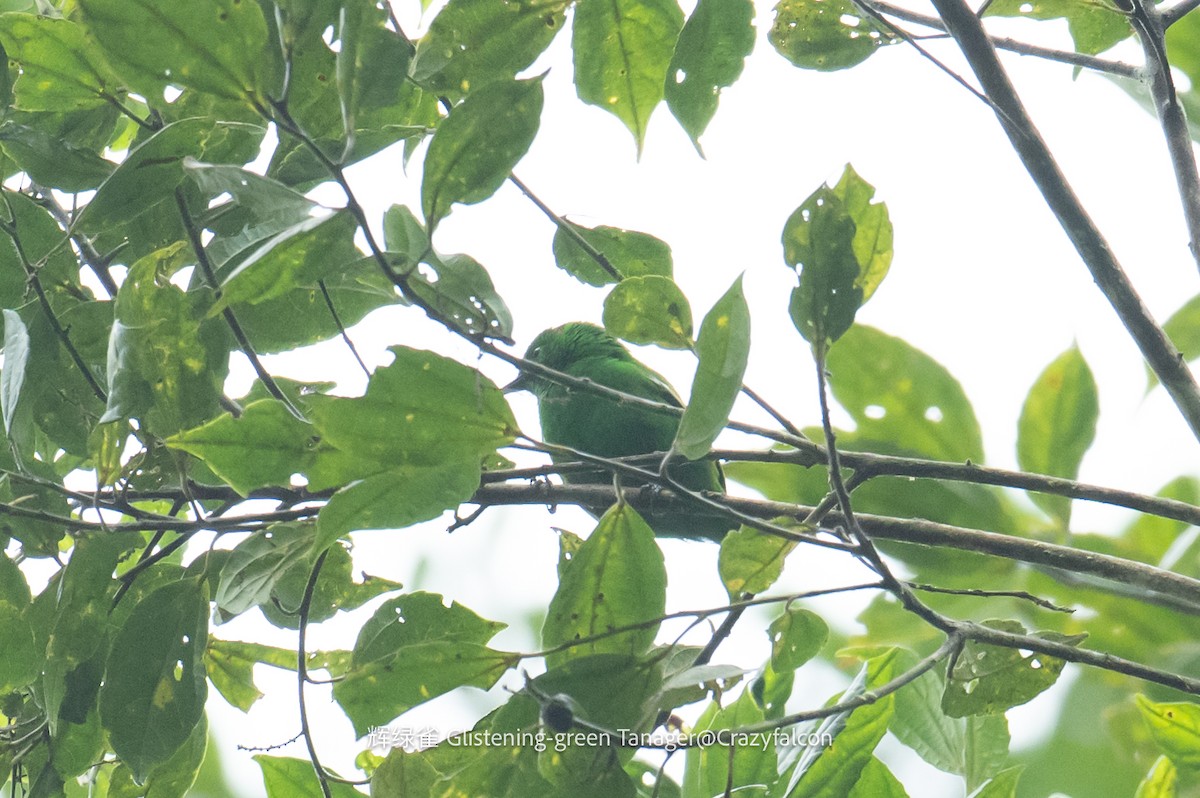 Glistening-green Tanager - ML608971517