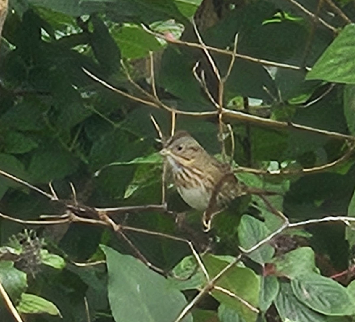 Lincoln's Sparrow - Yves Gauthier (Mtl)