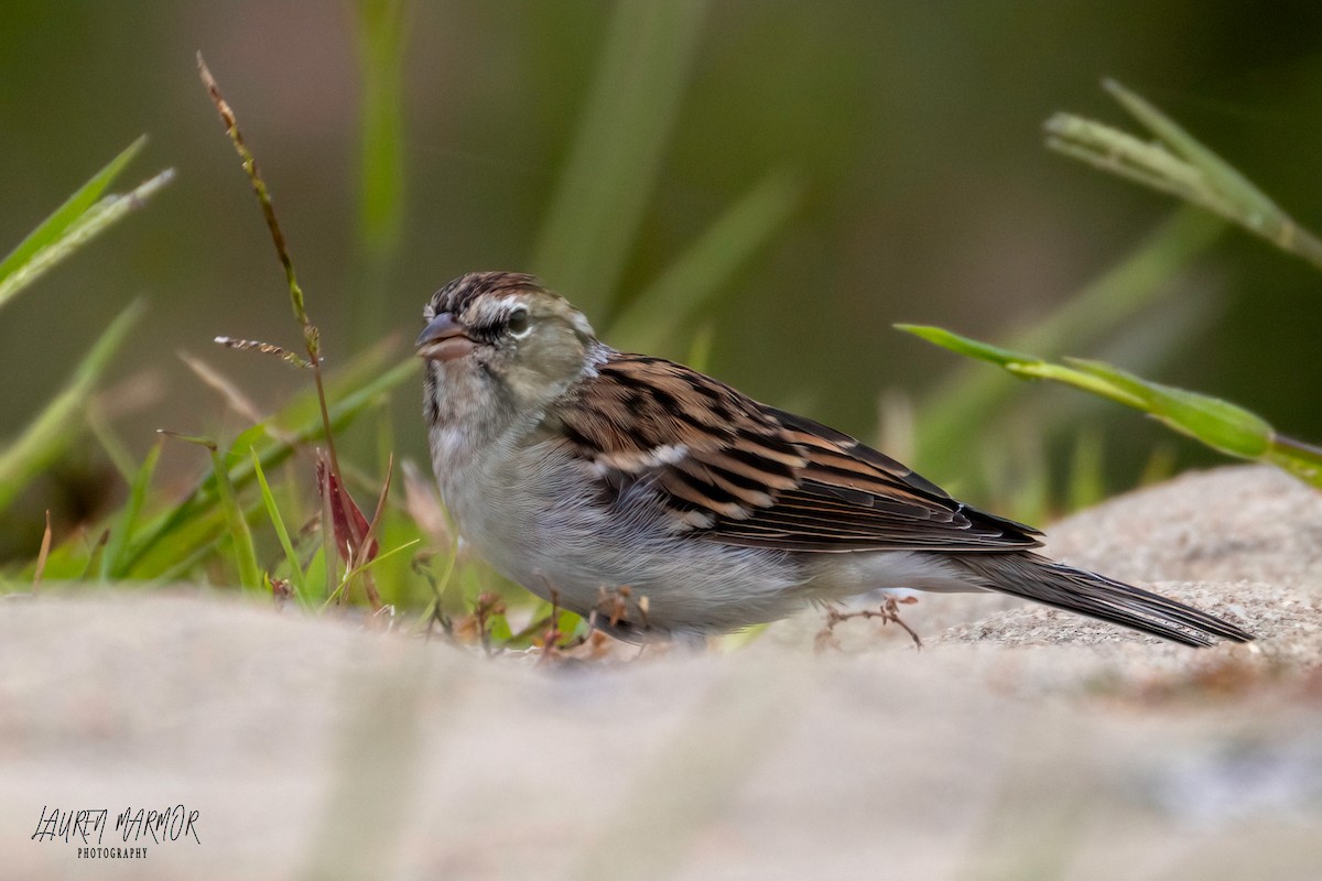 Chipping Sparrow - ML608971545