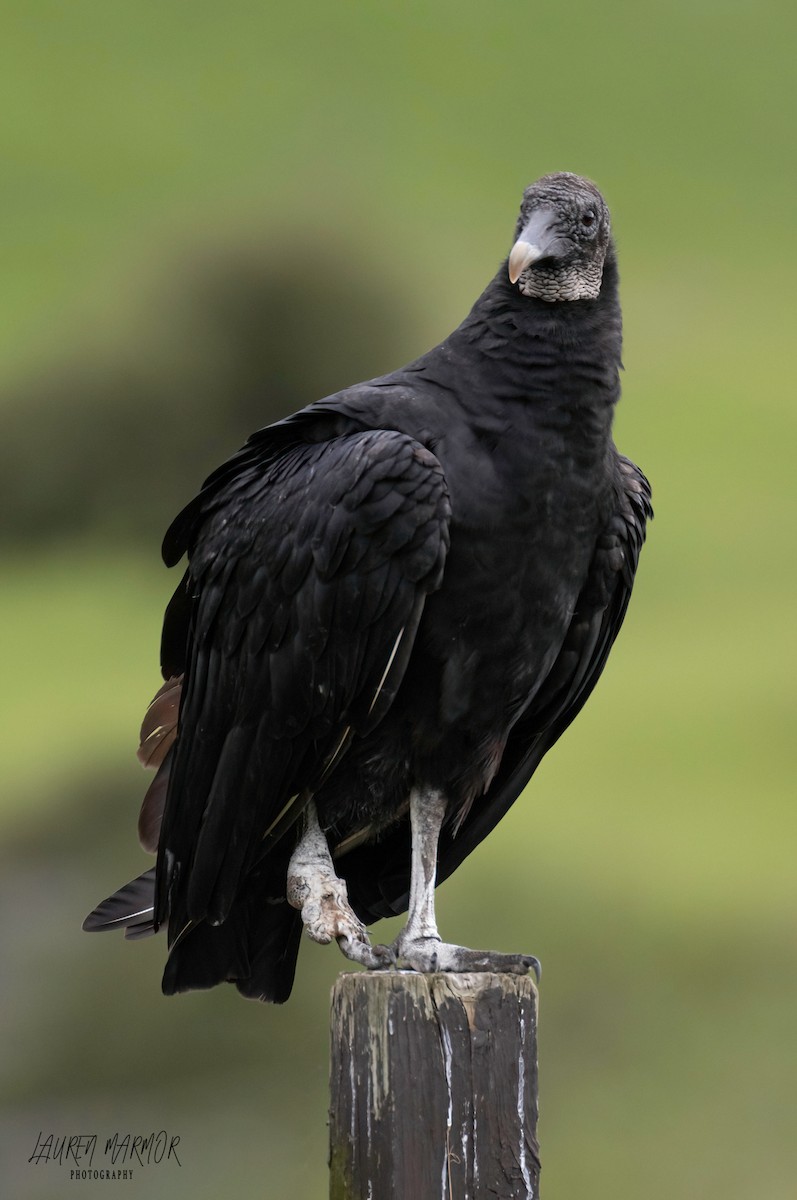 Black Vulture - ML608971559
