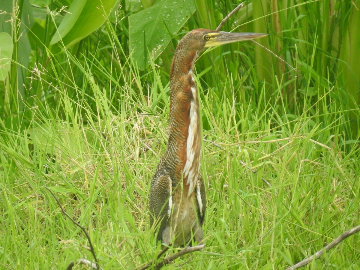 Rufescent Tiger-Heron - ML608971576