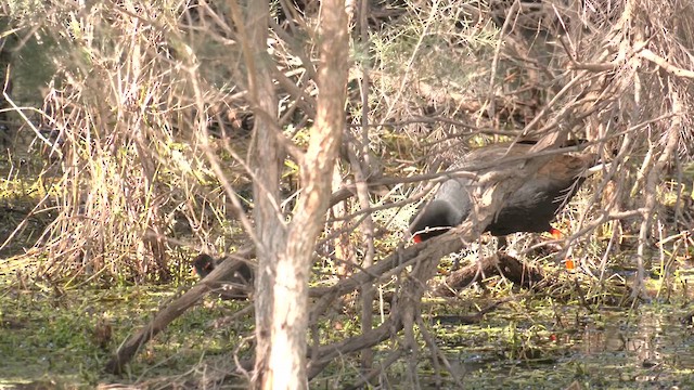 Dusky Moorhen - ML608971613