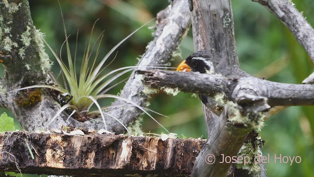 Saltator à bec orange - ML608971654