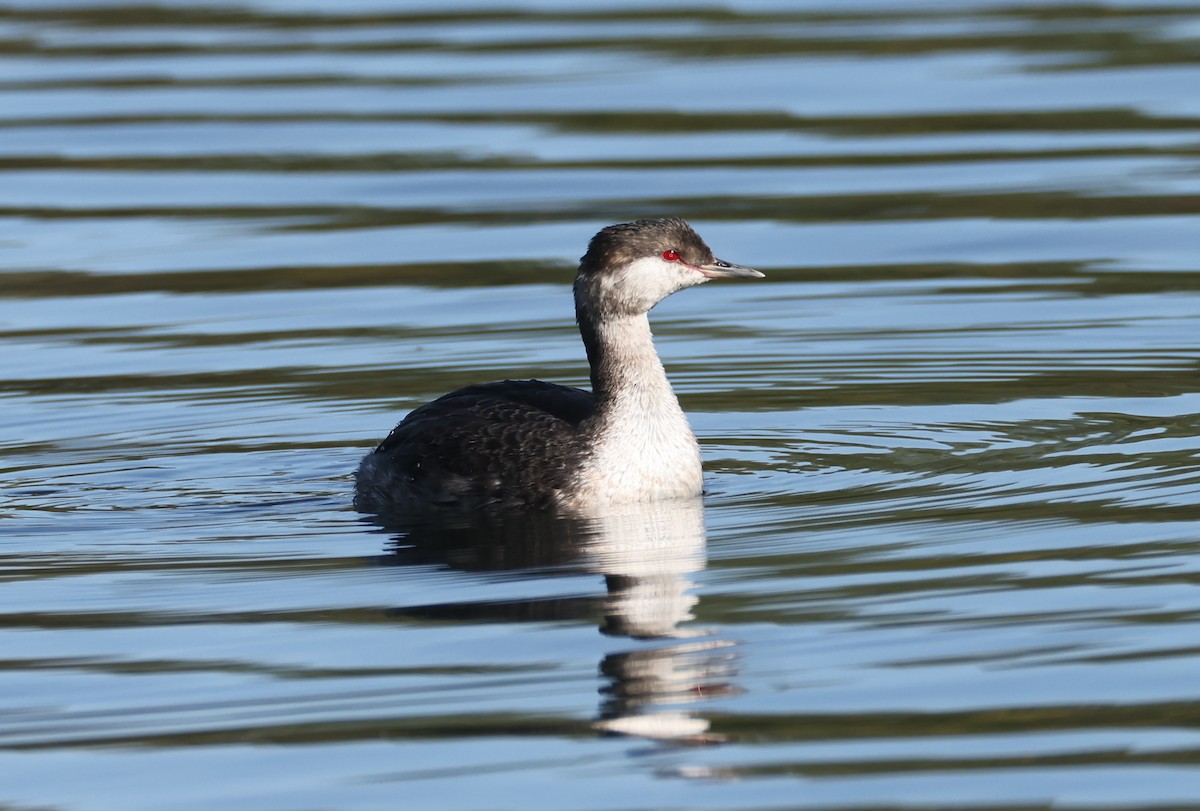 Horned Grebe - ML608971663