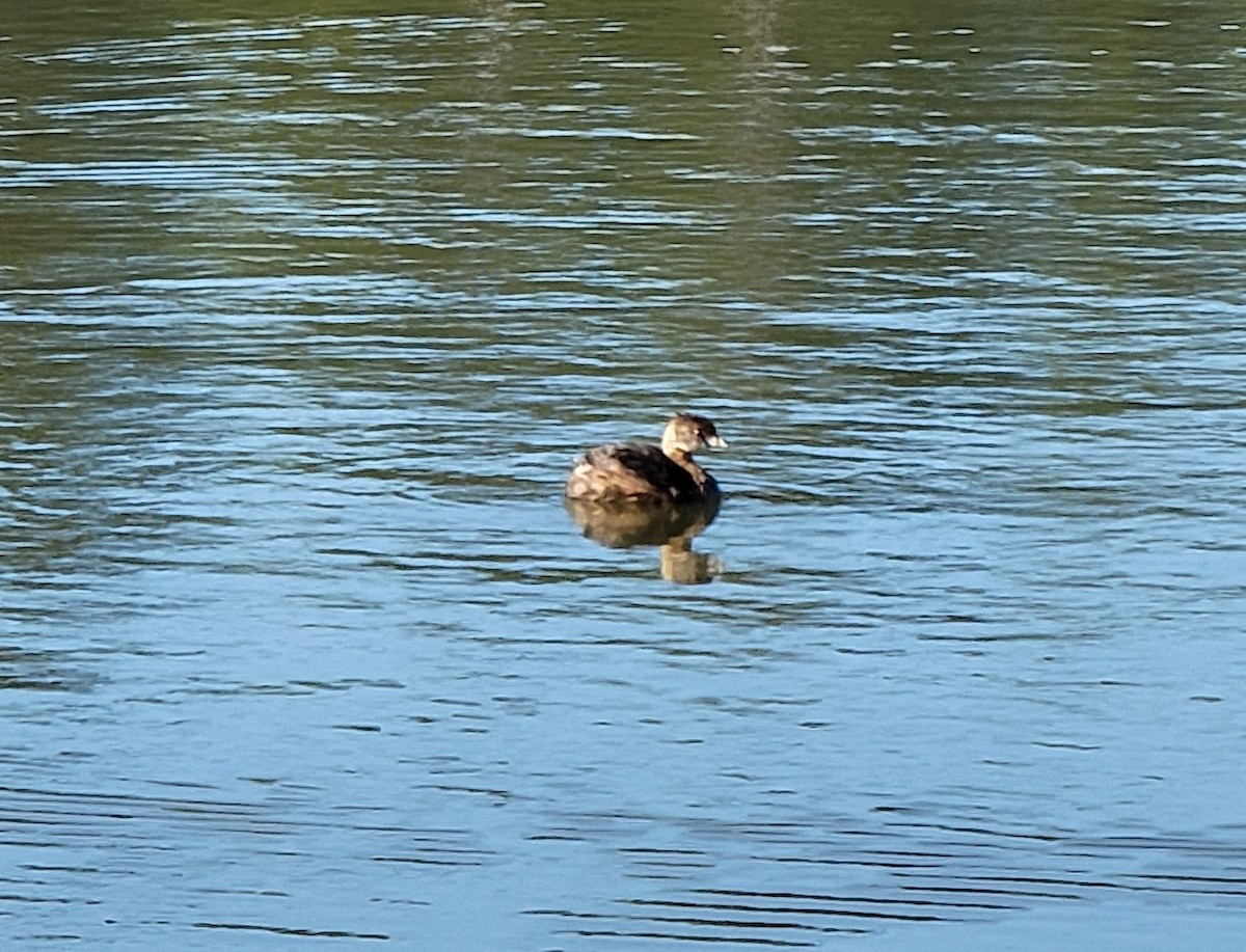 Pied-billed Grebe - ML608971668