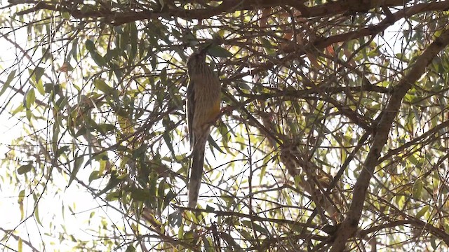 Red Wattlebird - ML608971695