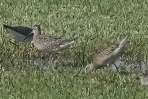 Long-billed Dowitcher - Chuck Hignite