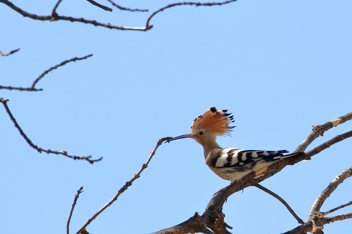 Eurasian Hoopoe - Zbigniew Swiacki