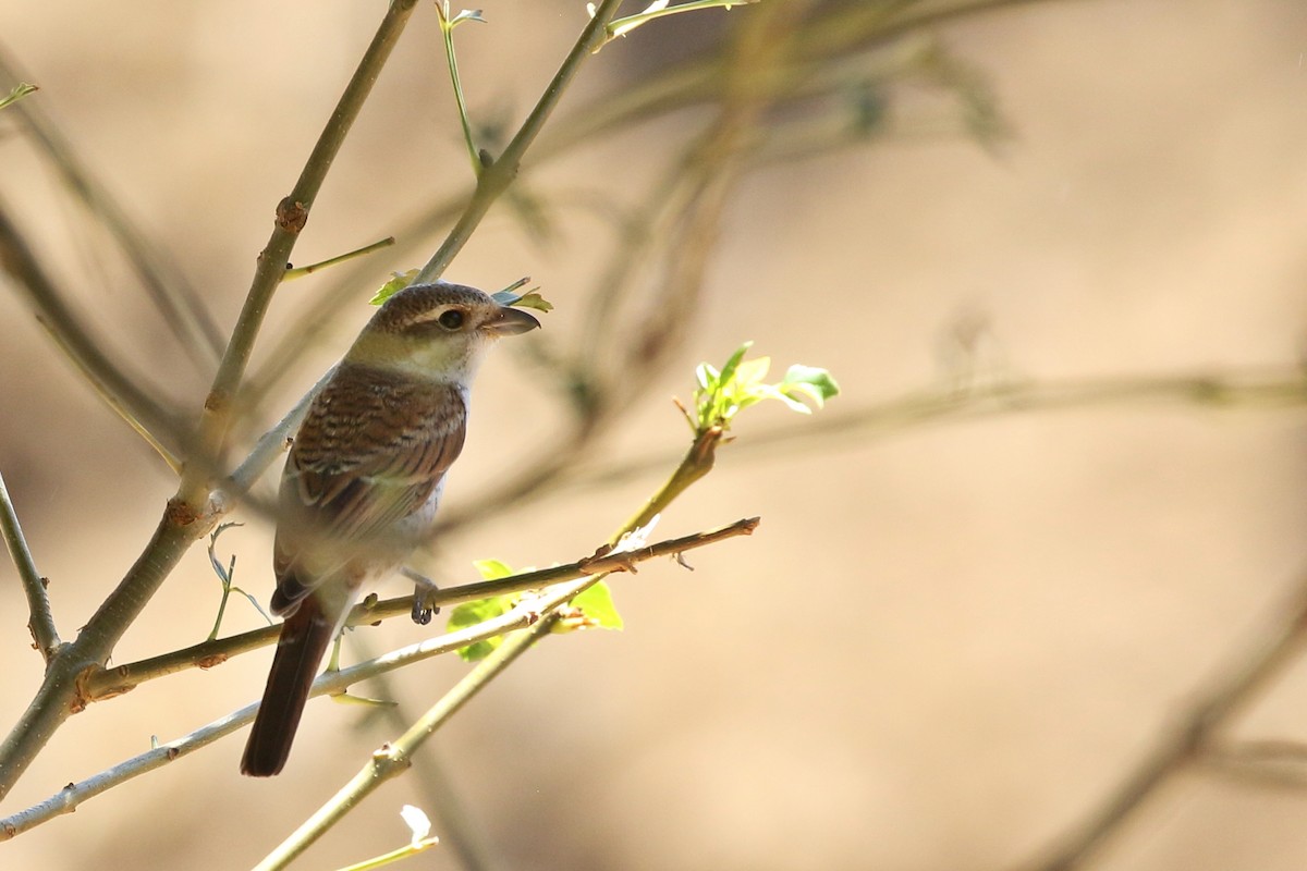 Red-backed Shrike - Zbigniew Swiacki