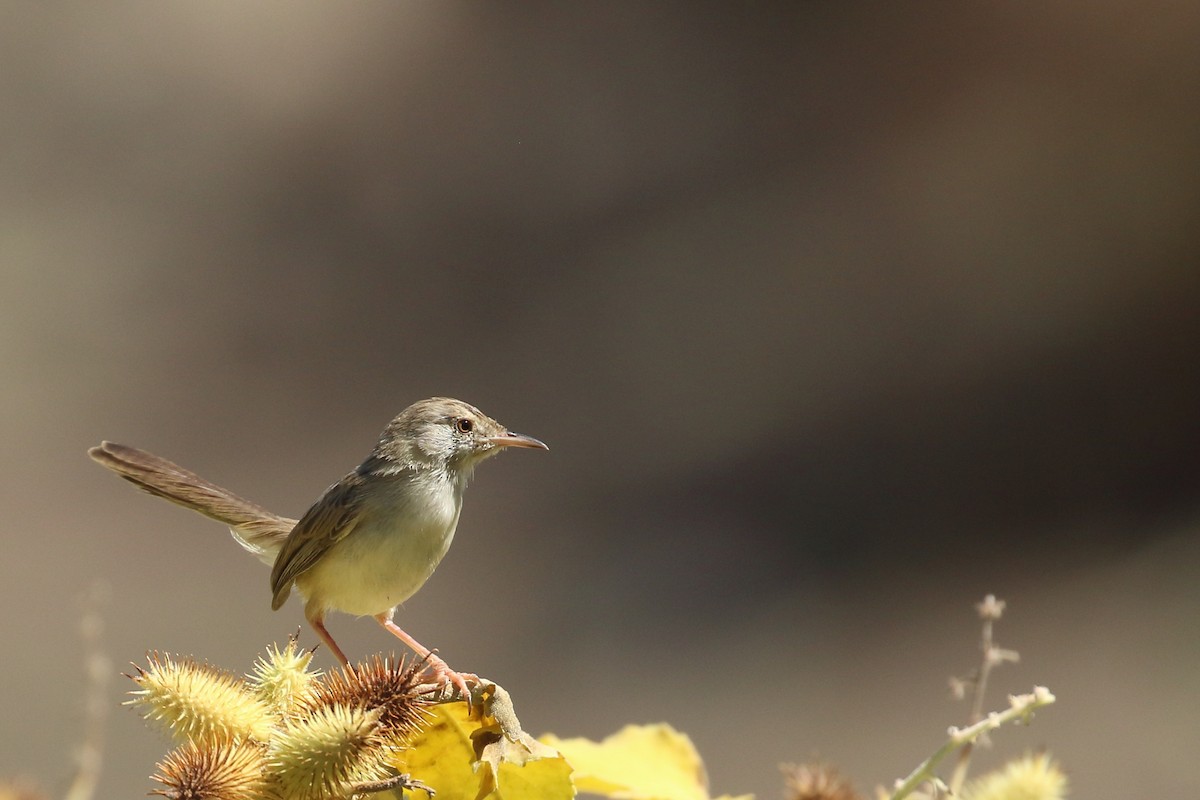 Graceful Prinia - Zbigniew Swiacki