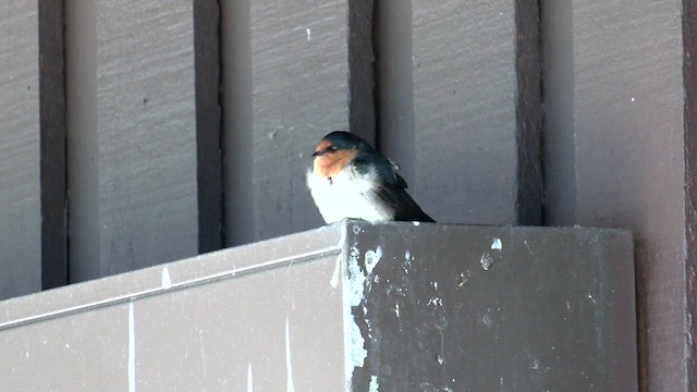 Golondrina Australiana - ML608971846