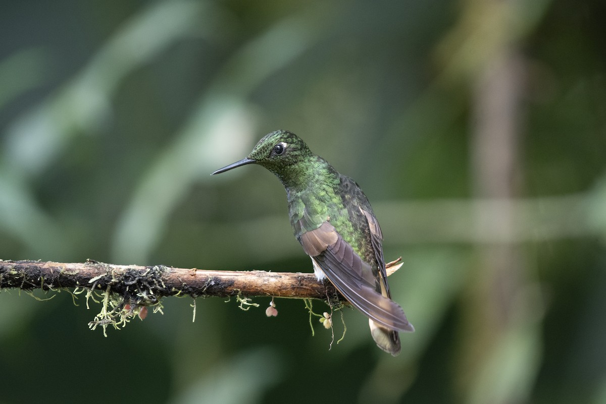 Buff-tailed Coronet - ML608971874