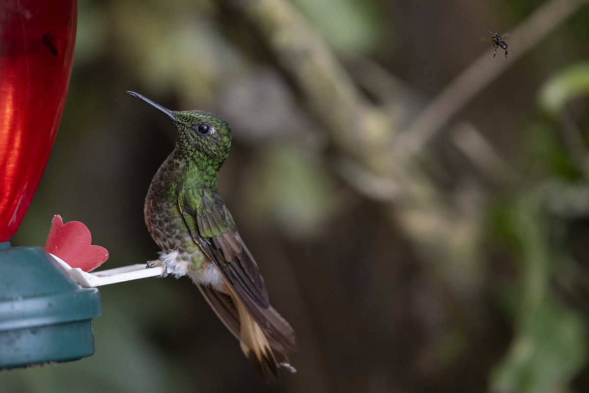 Buff-tailed Coronet - ML608971875