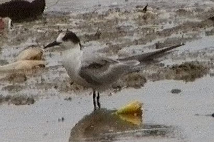 Common Tern - ML608971944