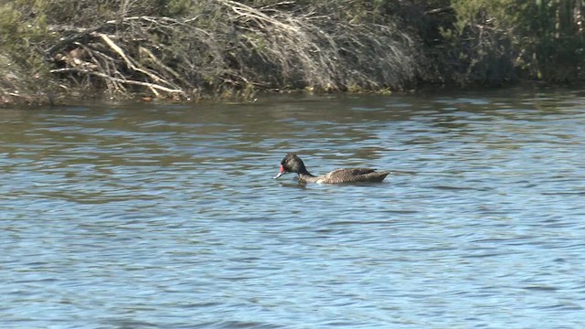 Freckled Duck - ML608972054