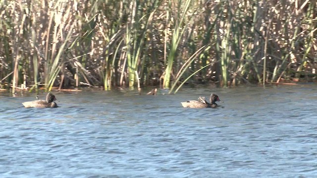 Freckled Duck - ML608972056