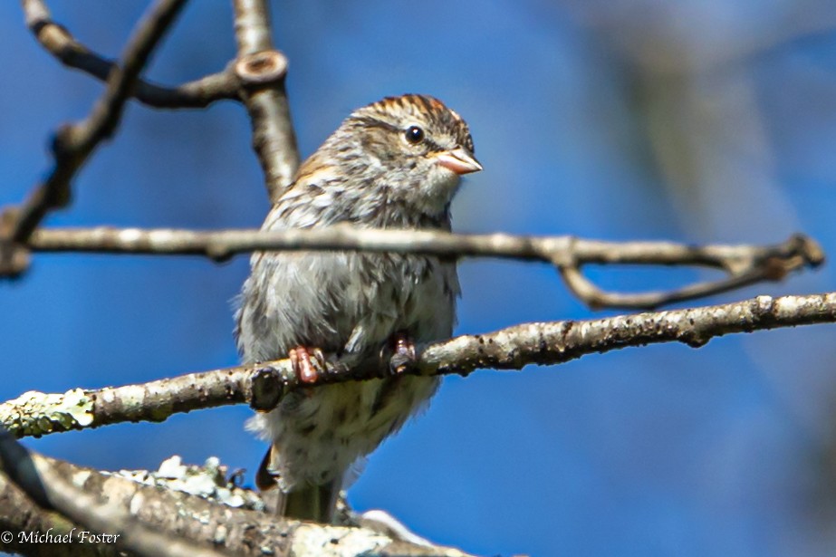 Chipping Sparrow - ML608972080