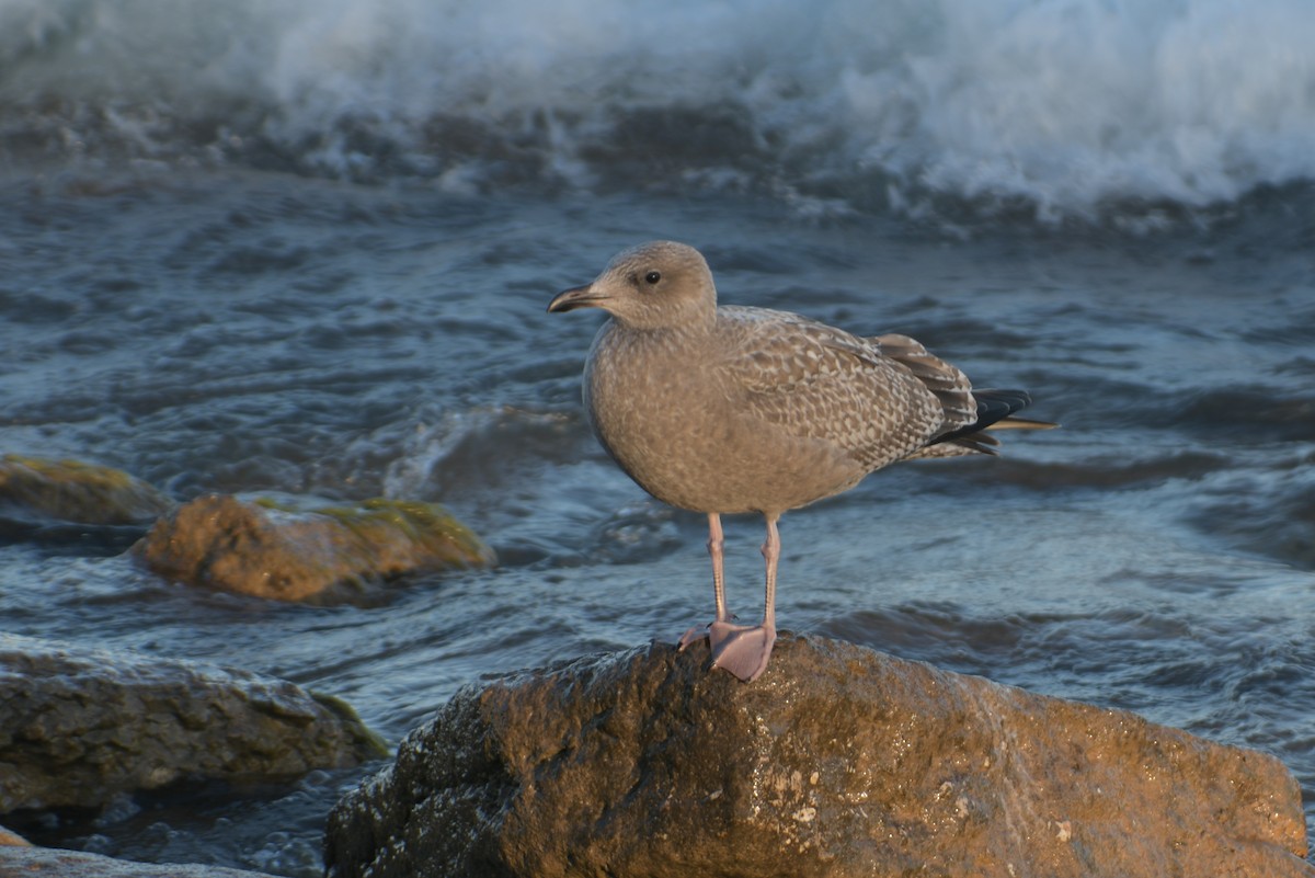 Herring Gull - Cathy Del Valle