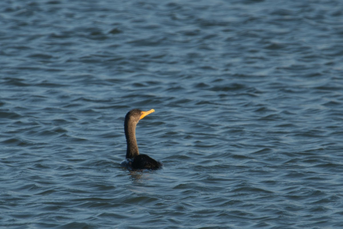 Double-crested Cormorant - Cathy Del Valle