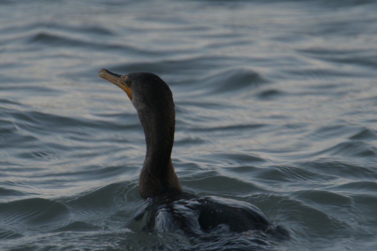 Double-crested Cormorant - Cathy Del Valle