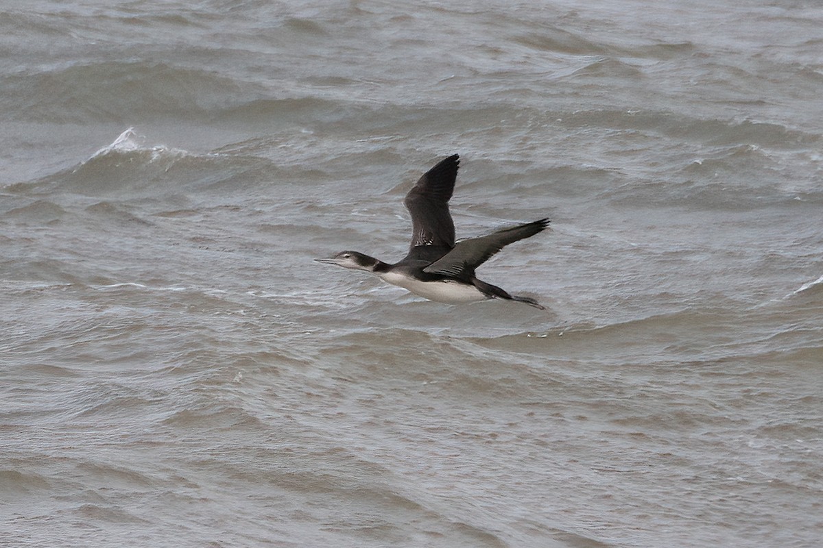 Common Loon - ML608972109