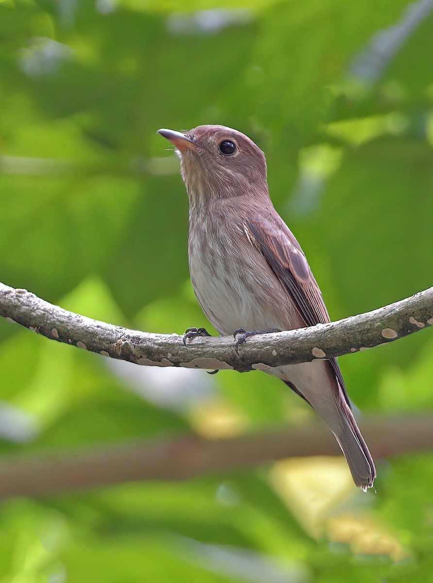 Brown-streaked Flycatcher - sheau torng lim