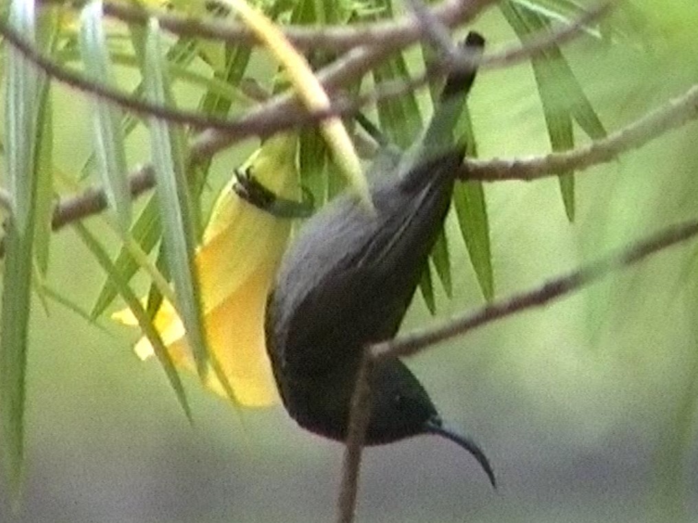 Seychelles Sunbird - ML608972385