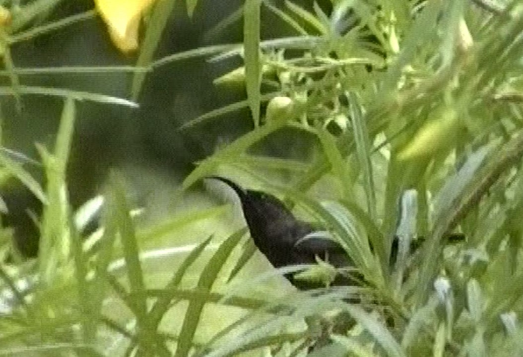 Seychelles Sunbird - ML608972411
