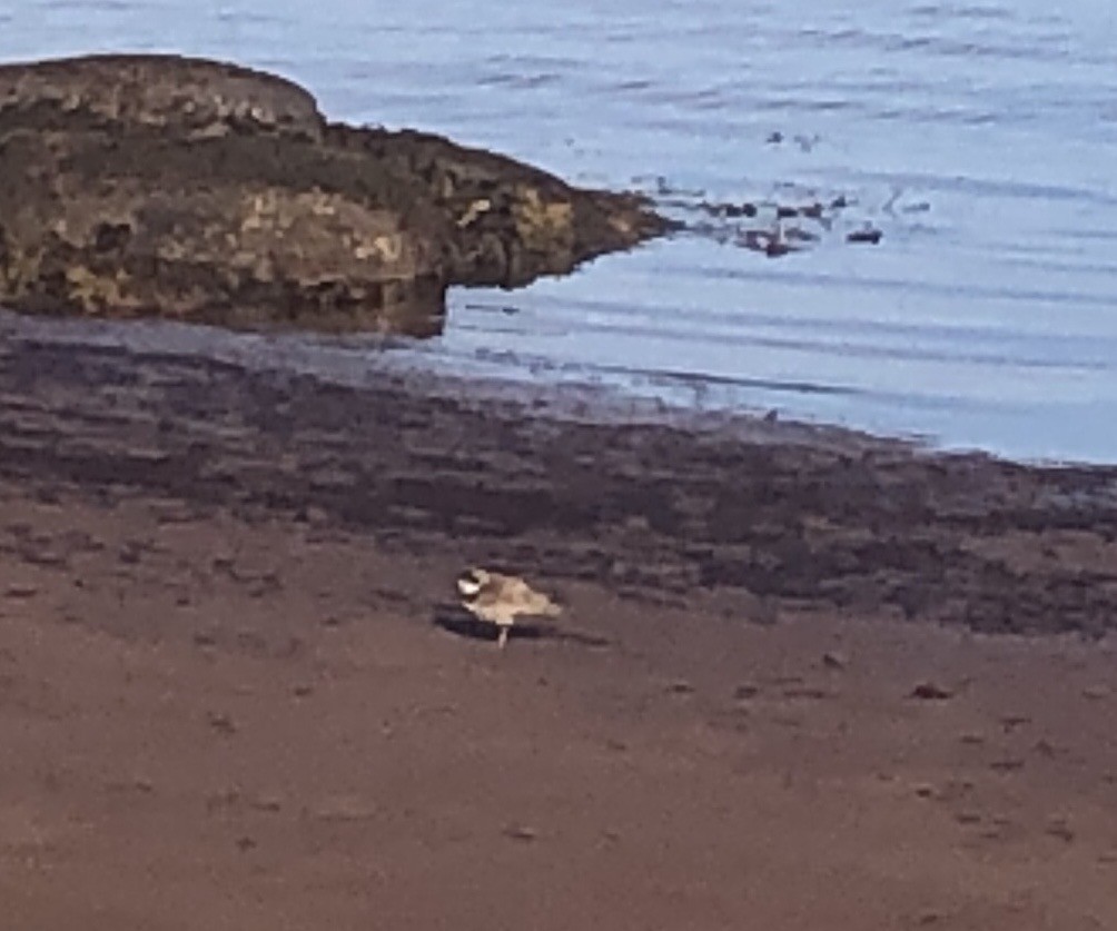 Semipalmated Plover - ML608972414