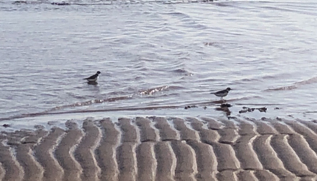 Semipalmated Plover - ML608972415