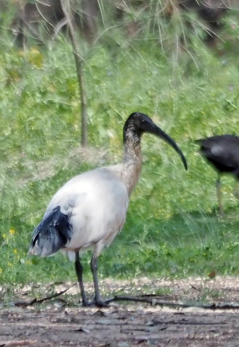 ibis australský - ML608972429