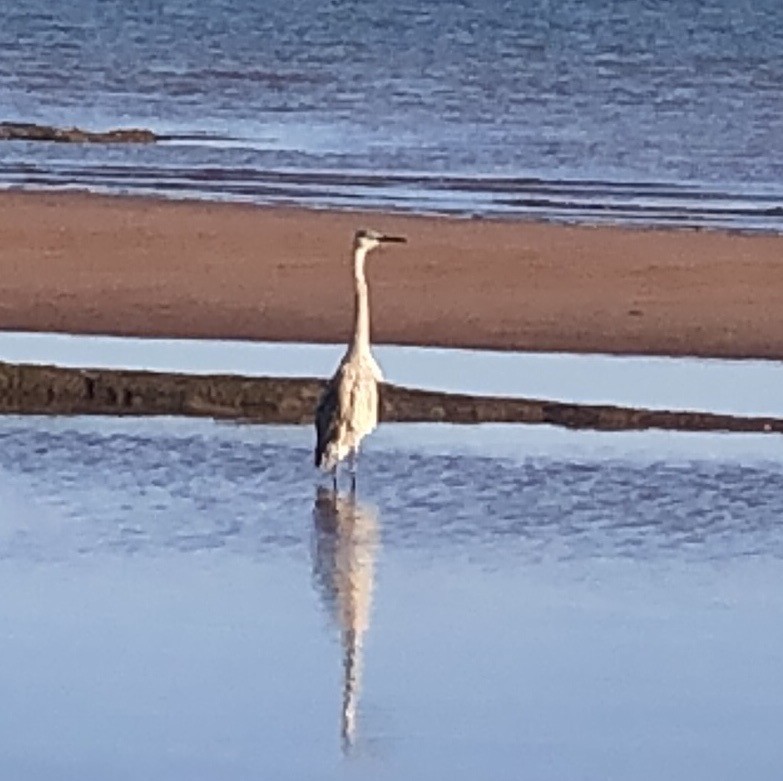 Great Blue Heron - ML608972434