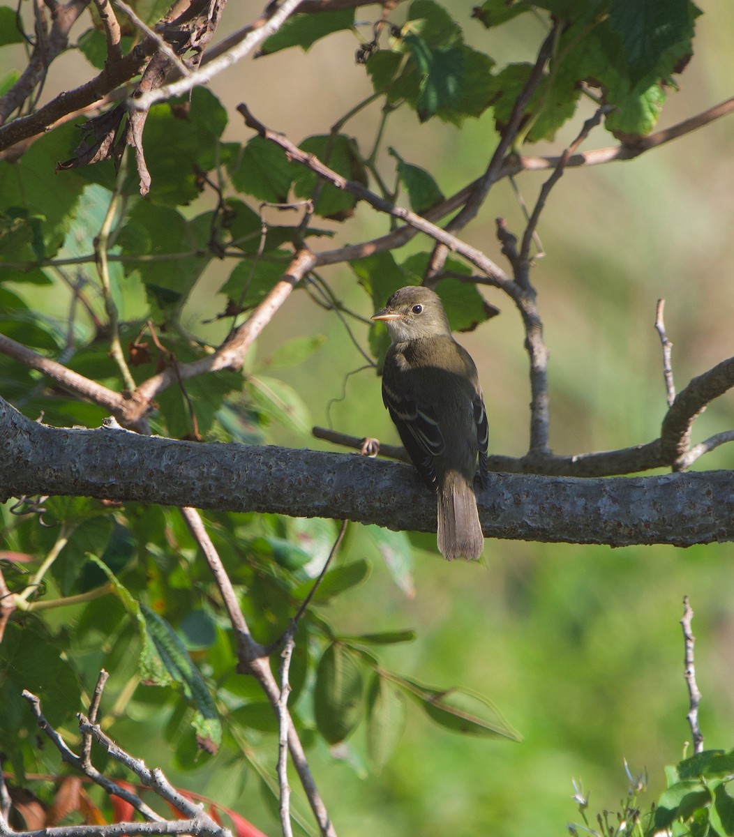 Alder Flycatcher - ML608972448