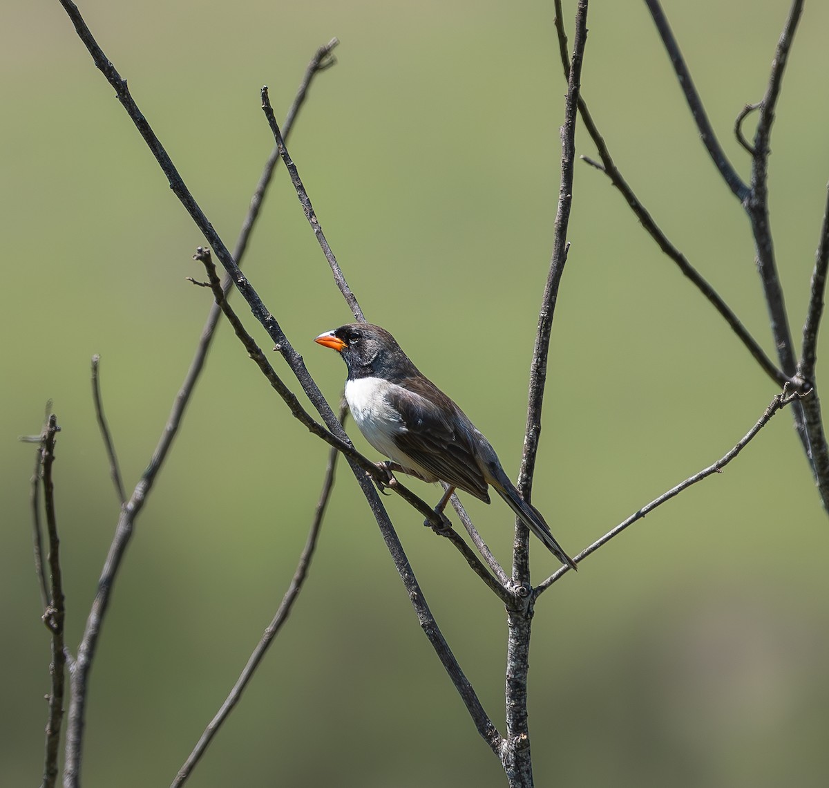 Black-throated Saltator - ML608972476