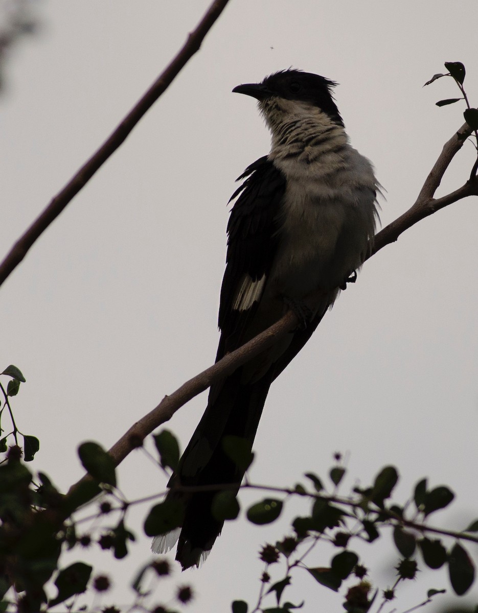 Pied Cuckoo - ML608972539