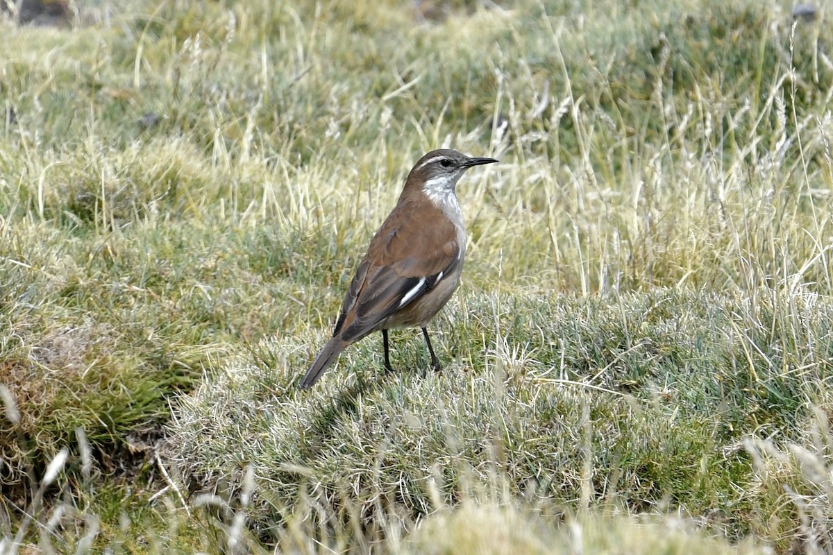 White-winged Cinclodes - ML608972552