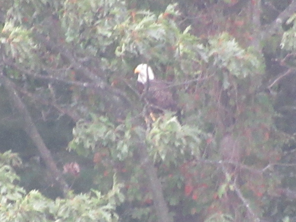 Bald Eagle - ML608972579