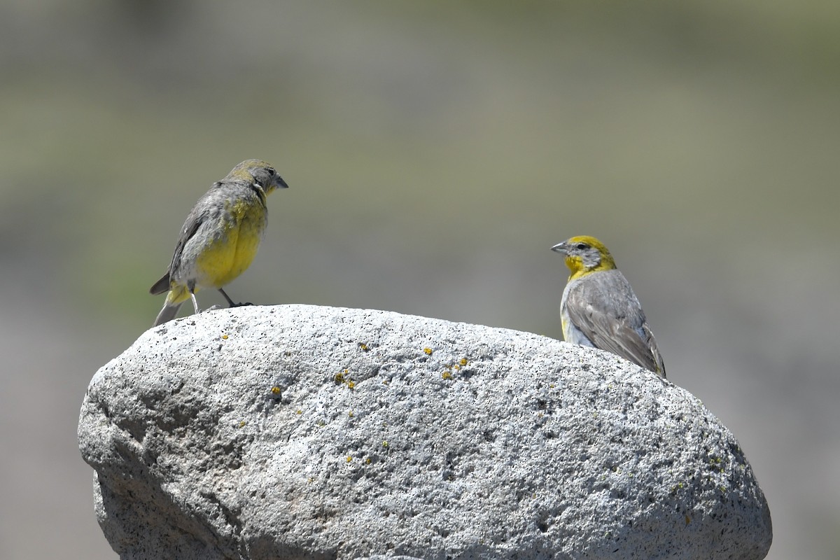 Bright-rumped Yellow-Finch - Benito Rosende Godoy