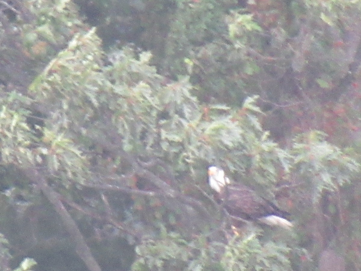 Bald Eagle - ML608972603